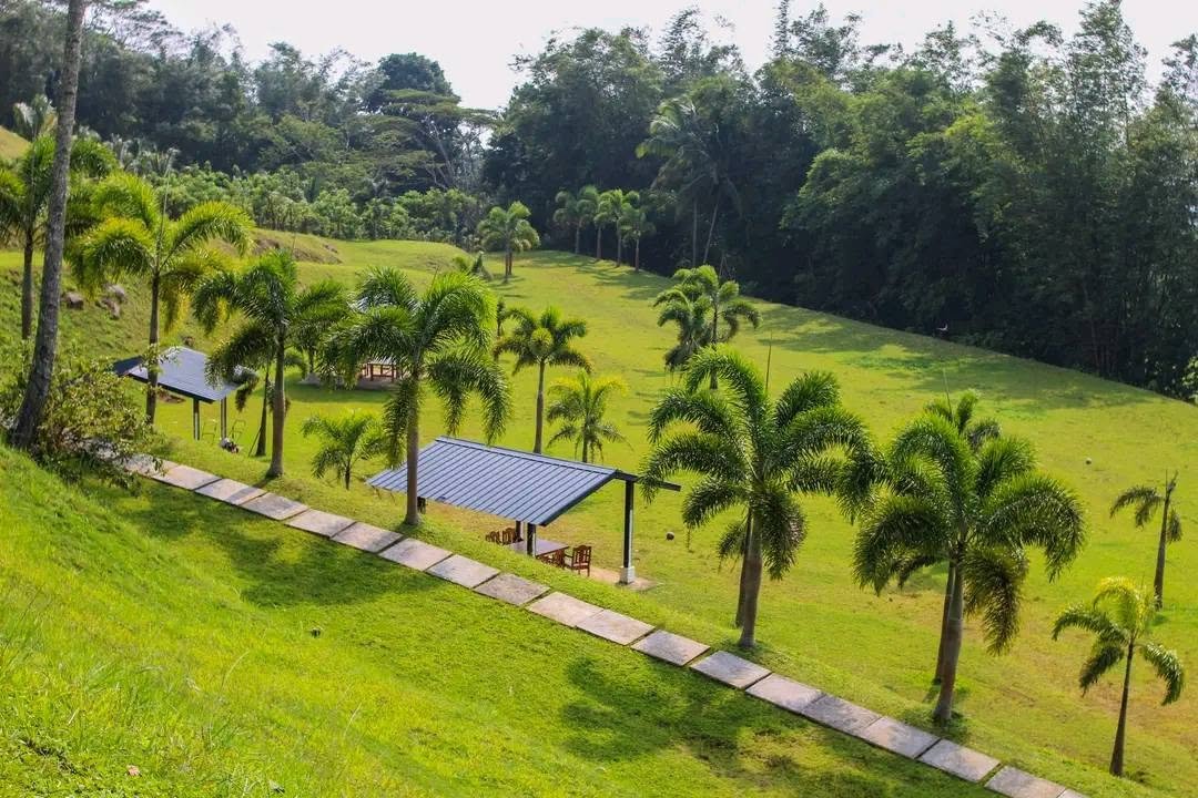 The Green Tops